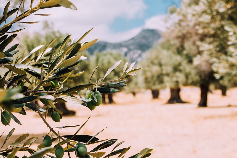 thassos rent a car-olives