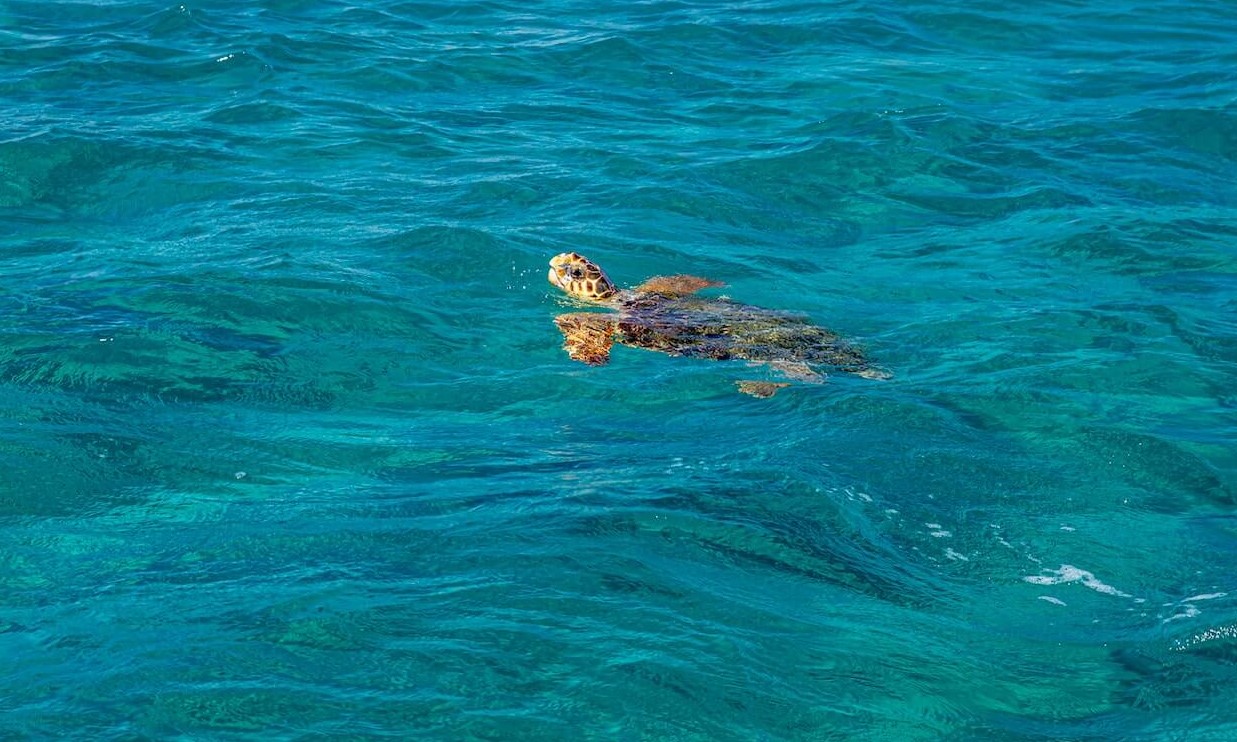 Zakynthos rent a car - Caretta Caretta