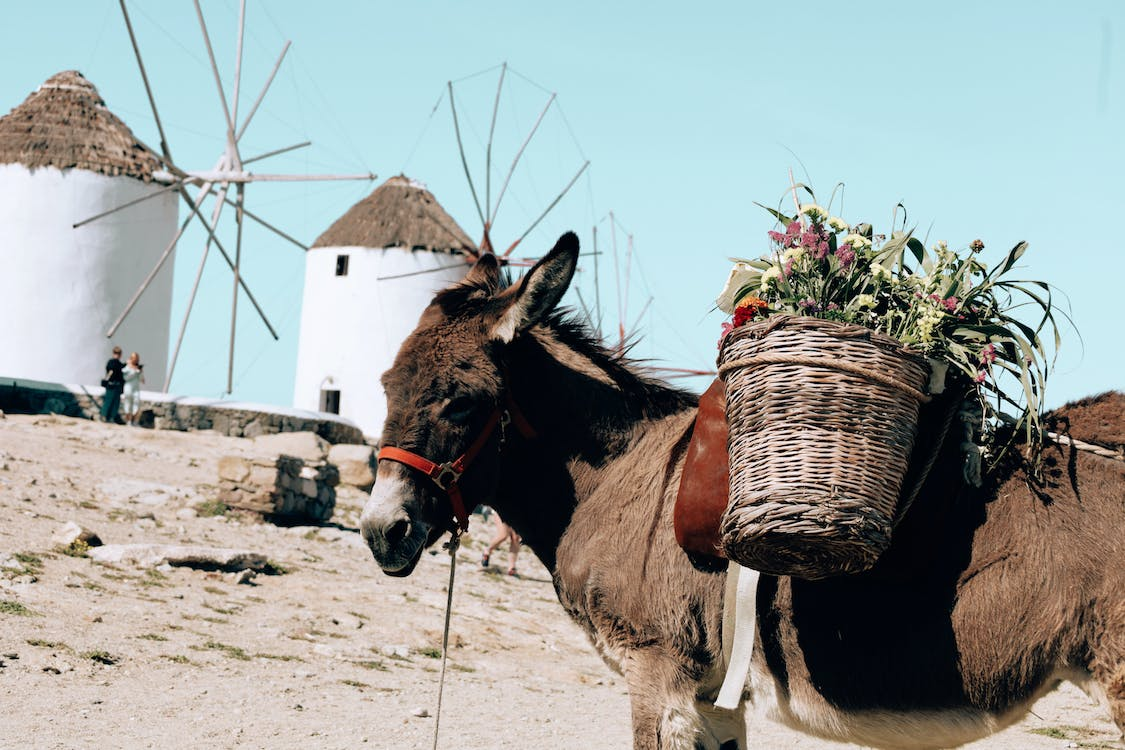 mykonos rent a car - greek donkey