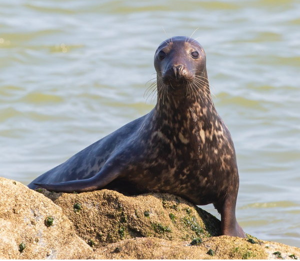 karpathos rent a car - mediterranean seal